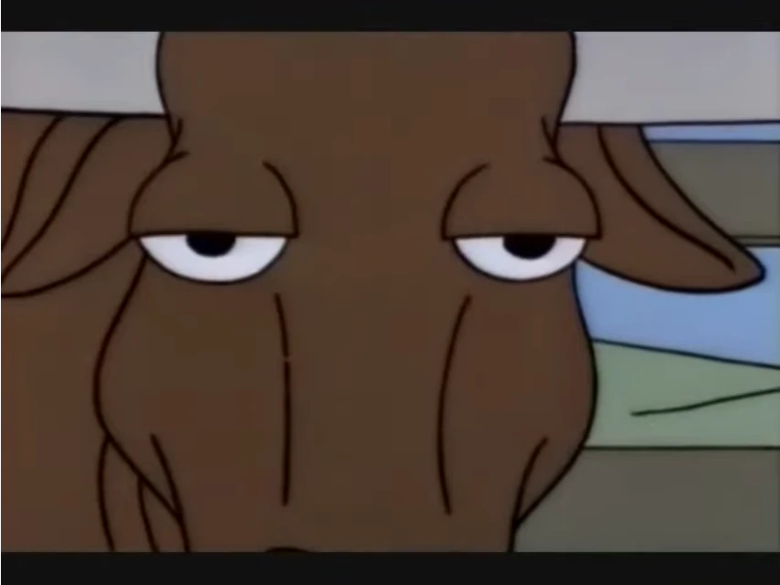 A cow gazing at you